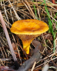 Austropaxillus
