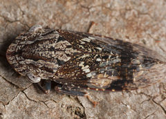 Stenocotini