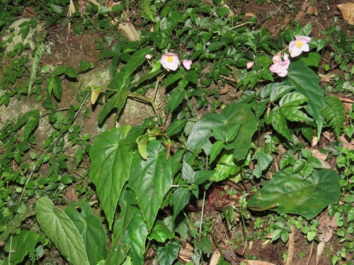 Image of Begonia formosana by (c) chiuluan, some rights reserved (CC BY)