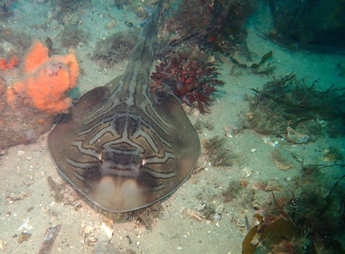 Banjo Ray, photo 10 of 10