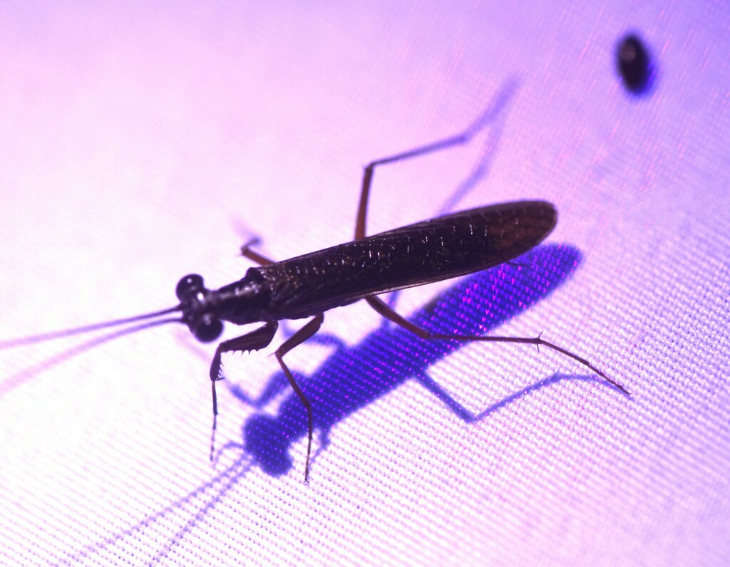 Pygmy Ground Mantises from The Nature Conservancy's Tiger Creek ...