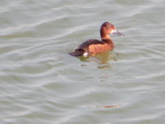 Aythya nyroca
