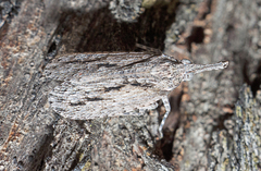 Eurinopsyche obscurata