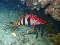 Hypoplectrodes nigroruber