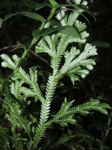 Image of Selaginella doederleinii by (c) chiuluan, some rights reserved (CC BY)