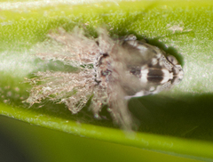Scolypopa australis