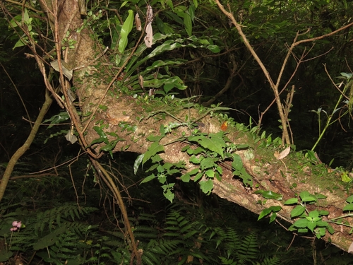 Image of Salvia nipponica by (c) chiuluan, some rights reserved (CC BY)