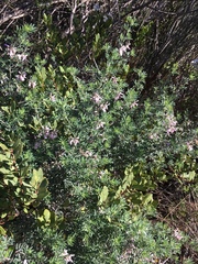 Diosma subulata
