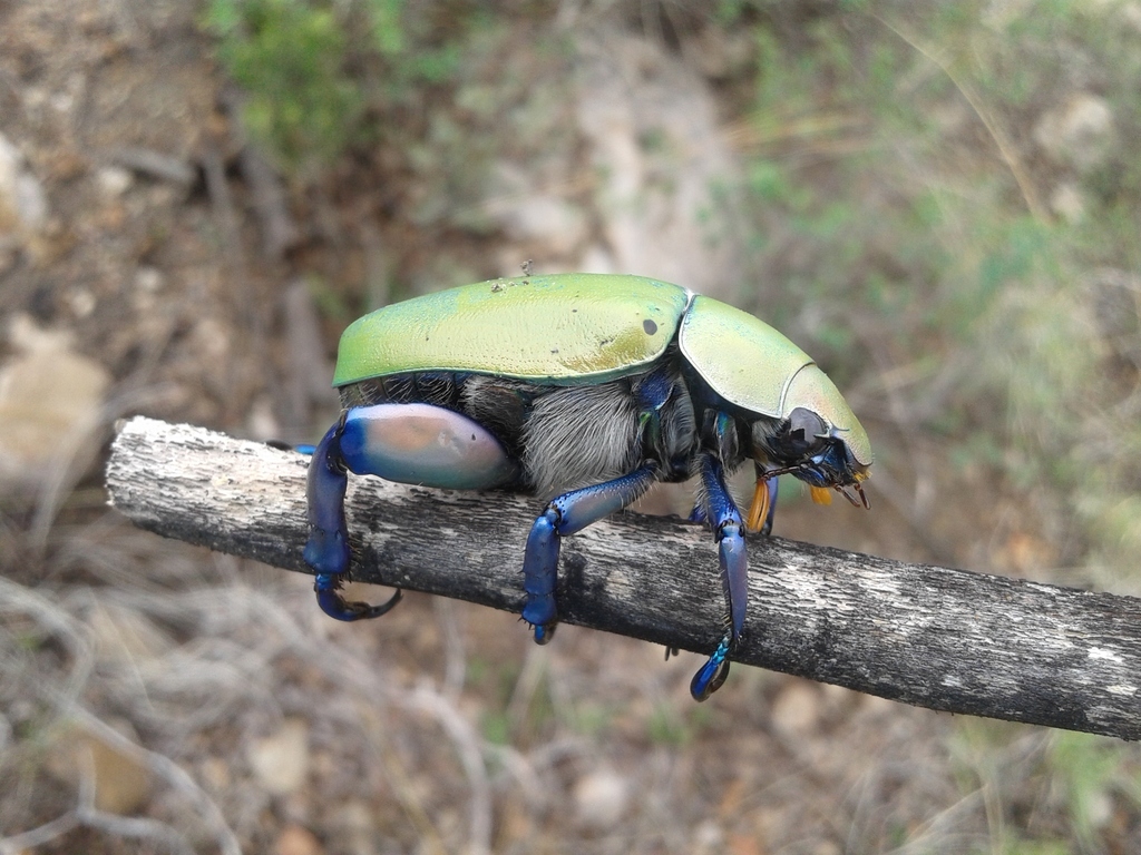 Chrysina erubescens