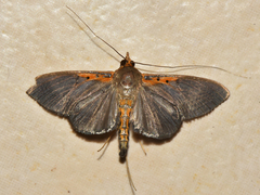 Filodes costivitralis