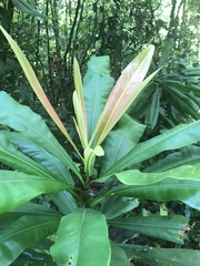 Ancistrocladus