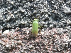 Orthotylus marginalis