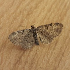 Eupithecia vulgata