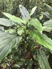 Aglaonema