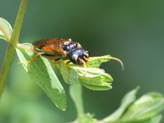 Acantholyda hieroglyphica