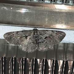 Iridopsis vellivolata