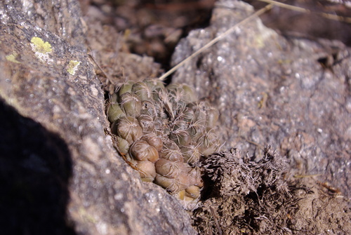 Gymnocalycium taningaense
