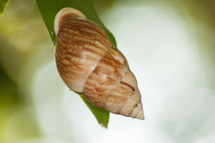 Amphidromus cambojiensis