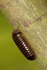 Cryxus ovalis