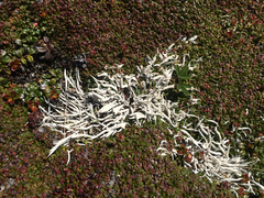 Thamnolia vermicularis vermicularis