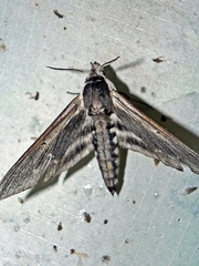 Sphinx drupiferarum
