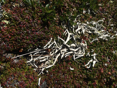 Thamnolia vermicularis vermicularis