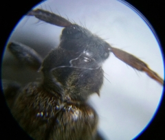 Exocentrus lusitanus