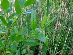 Salix lucida lucida