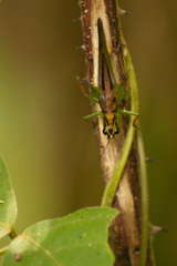 Conocephalus melaenus