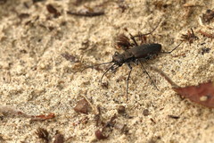 Cicindela punctulata punctulata