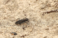 Cicindela punctulata punctulata