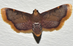 Hypsopygia mauritialis