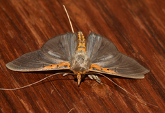 Filodes costivitralis