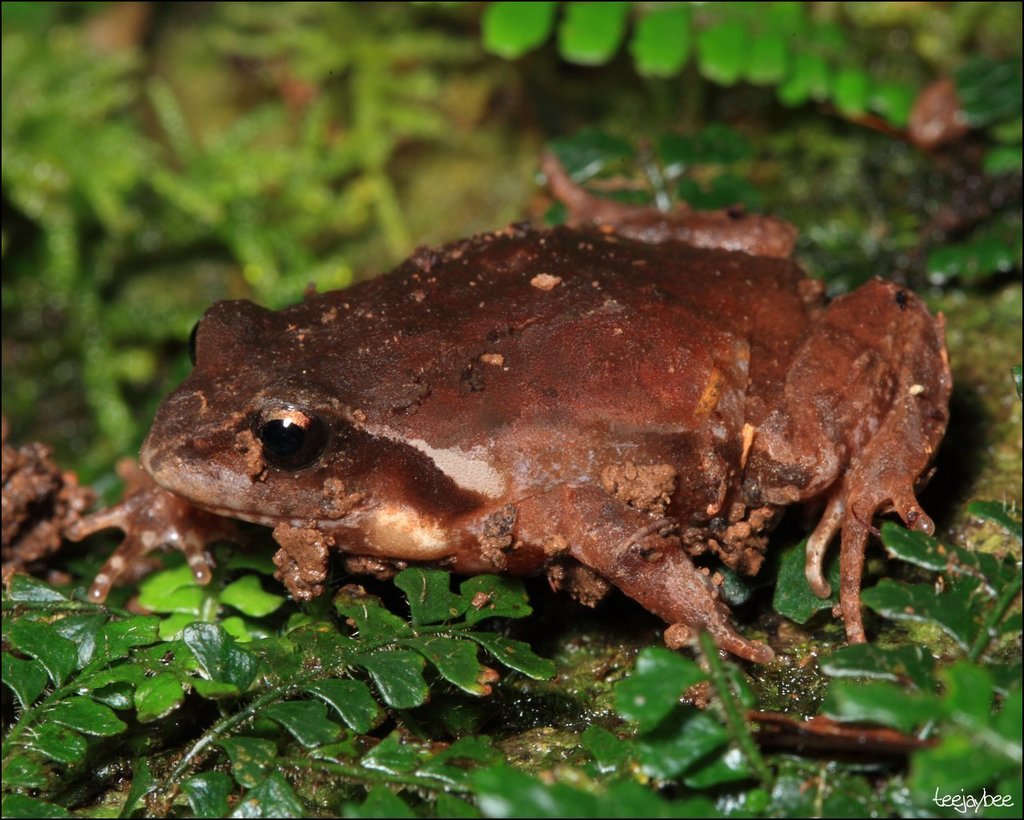 Masked Mountain Frog