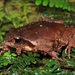 Loveridge's Frog - Photo (c) teejaybee, some rights reserved (CC BY-NC-ND)