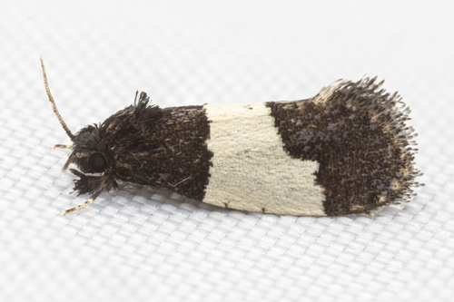 White-patched Kearfottia