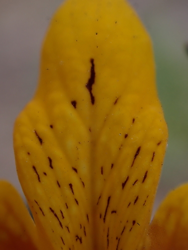 Schizanthus coccineus, photograph 1