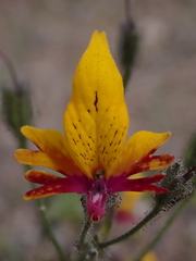 Schizanthus coccineus