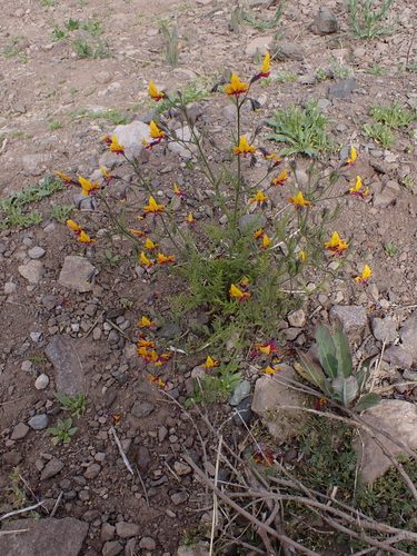 Schizanthus coccineus, photograph 3