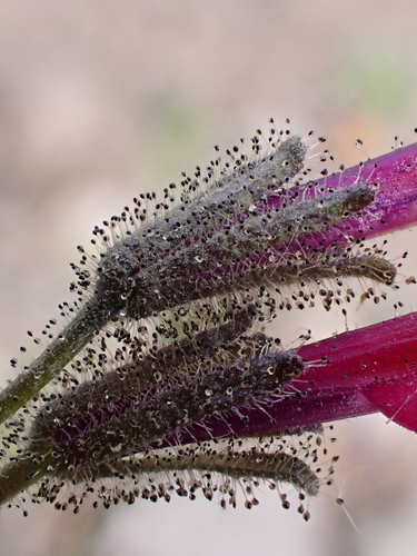 Schizanthus coccineus, photograph 2