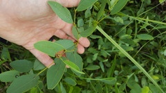 Baptisia sphaerocarpa