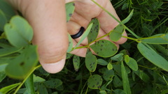 Baptisia sphaerocarpa