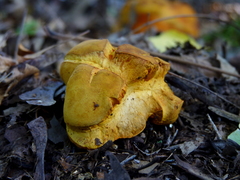 Calvatia rubroflava