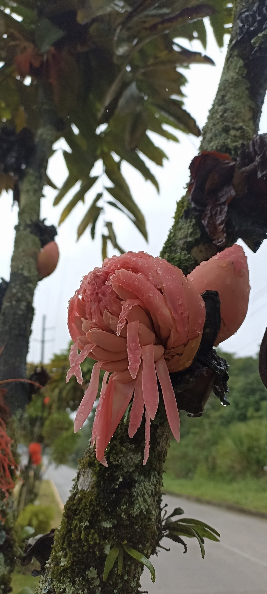 Imagem de Sibipiruna