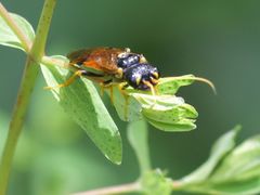 Acantholyda hieroglyphica
