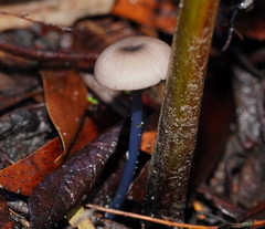 Entoloma albidocoeruleum