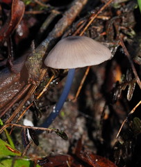Entoloma albidocoeruleum