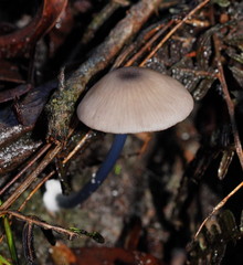 Entoloma albidocoeruleum