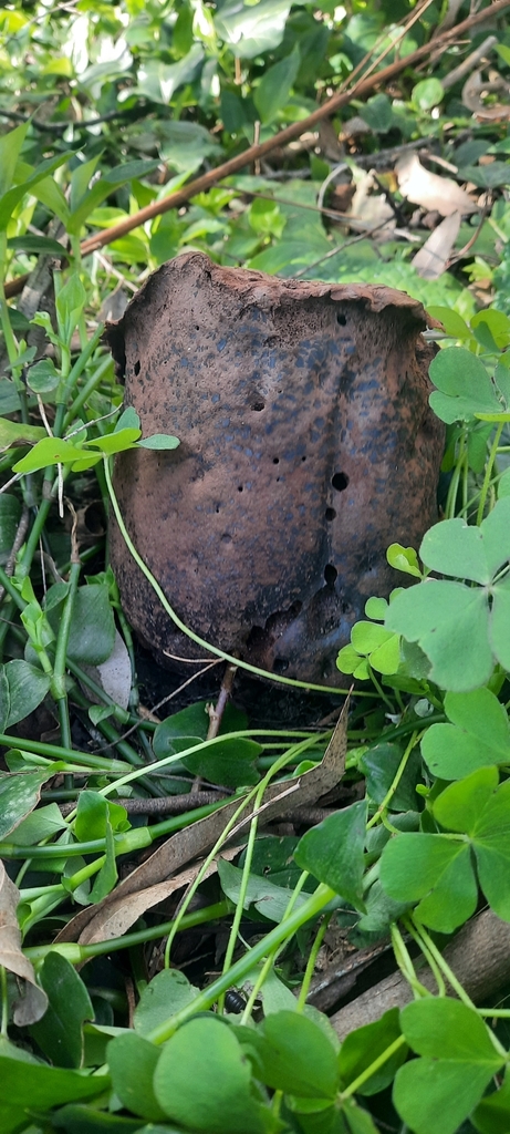 Calvatia cyathiformis · August 2024 · photo: © noeliamedina89 (iNaturalist, cc0)