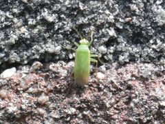 Orthotylus marginalis